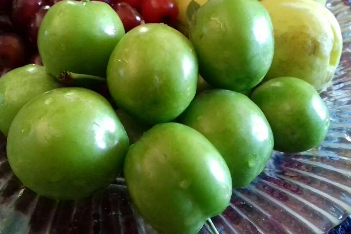 گوجهسبز نوبرانه، کیلویی ۹۰هزار تومان