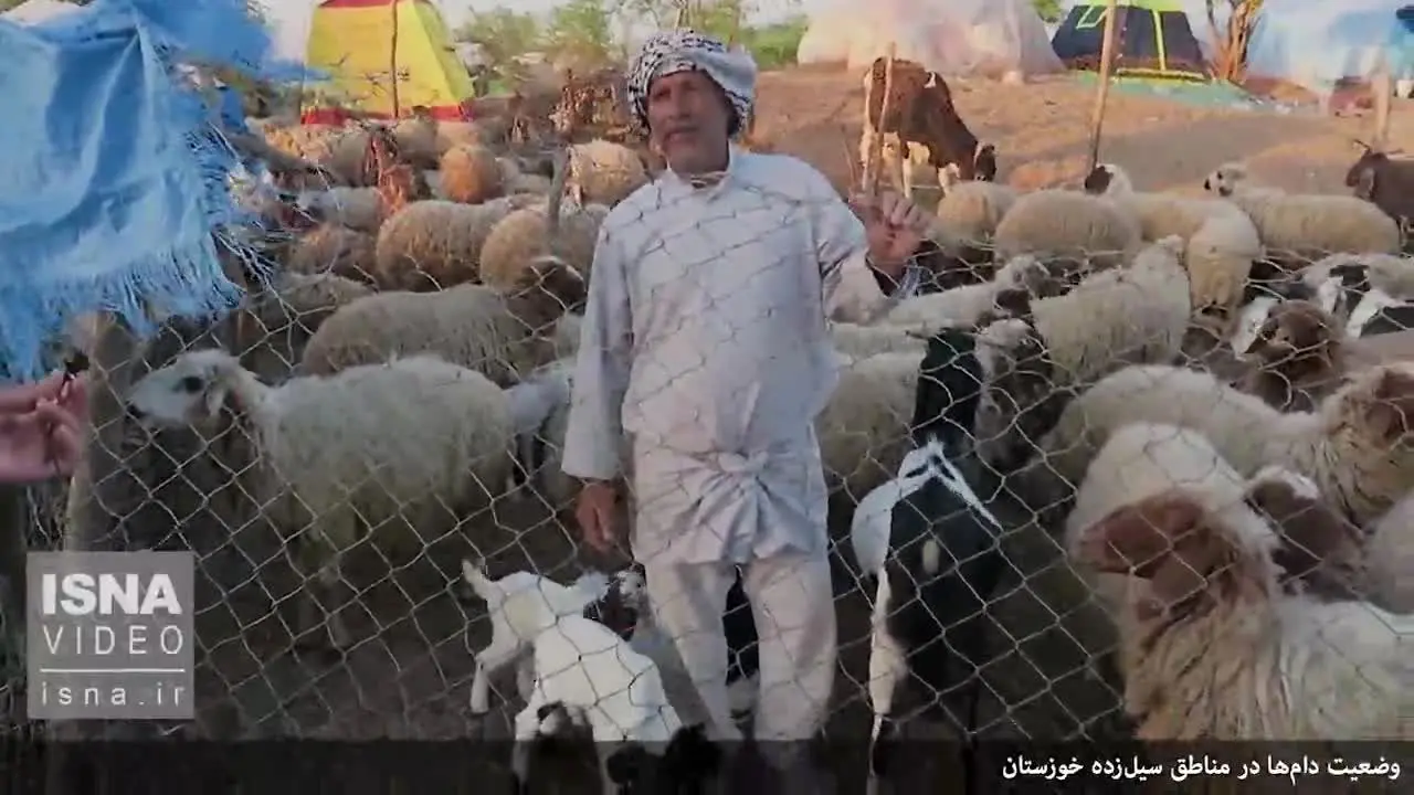 (ویدئو) وضعیت دام‌ها در مناطق سیل‌زده خوزستان
