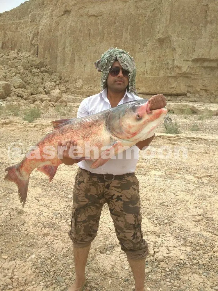 (تصویر) ماهی ۲۰ کیلویی؛ هدیه باران به صیاد سیستان و بلوچستانی