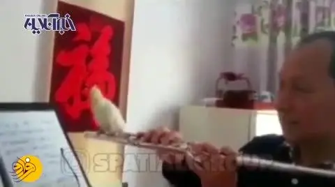 (ویدئو) واکنش دیدنی حیوانات به نواختن موسیقی