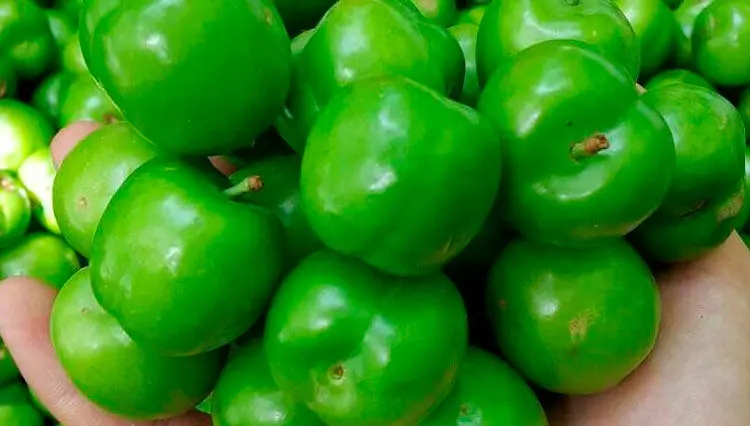 شایعه در سرزمین گوجه‌های‌سبز
