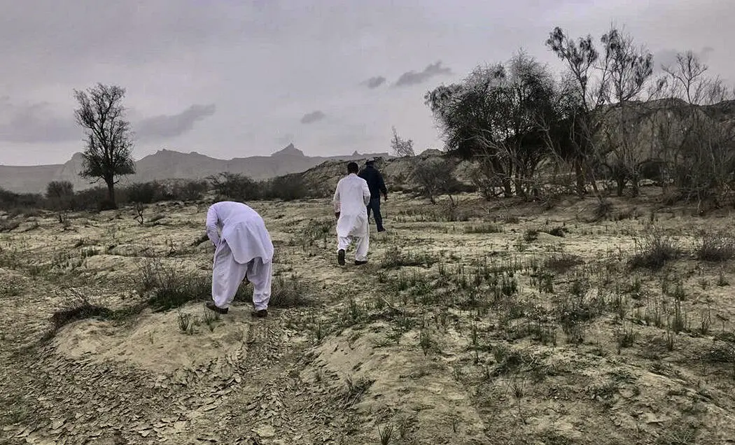 (تصاویر) هجوم ملخ‌ها به کنارک و چابهار