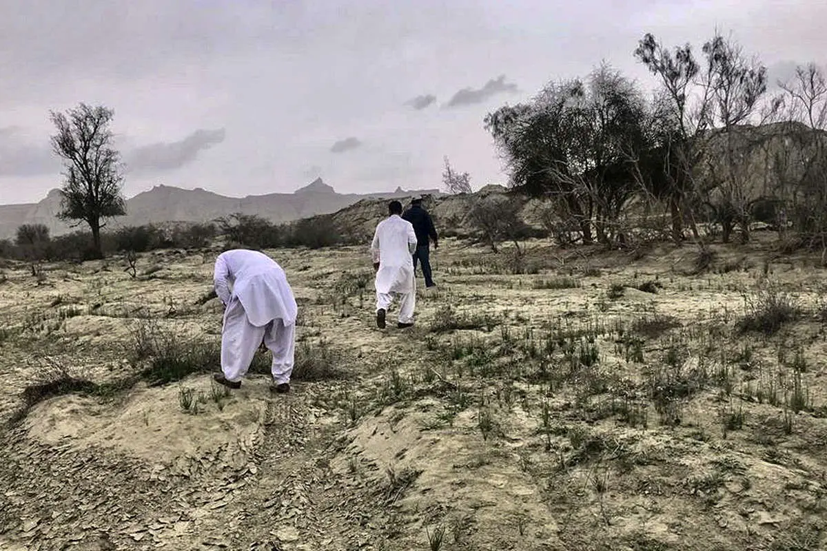 (تصاویر) هجوم ملخها به کنارک و چابهار