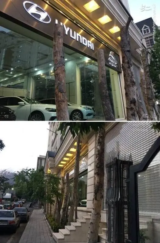 (عکس) قطع درخت در زعفرانیه بخاطر ویترین نمایشگاه ماشین!