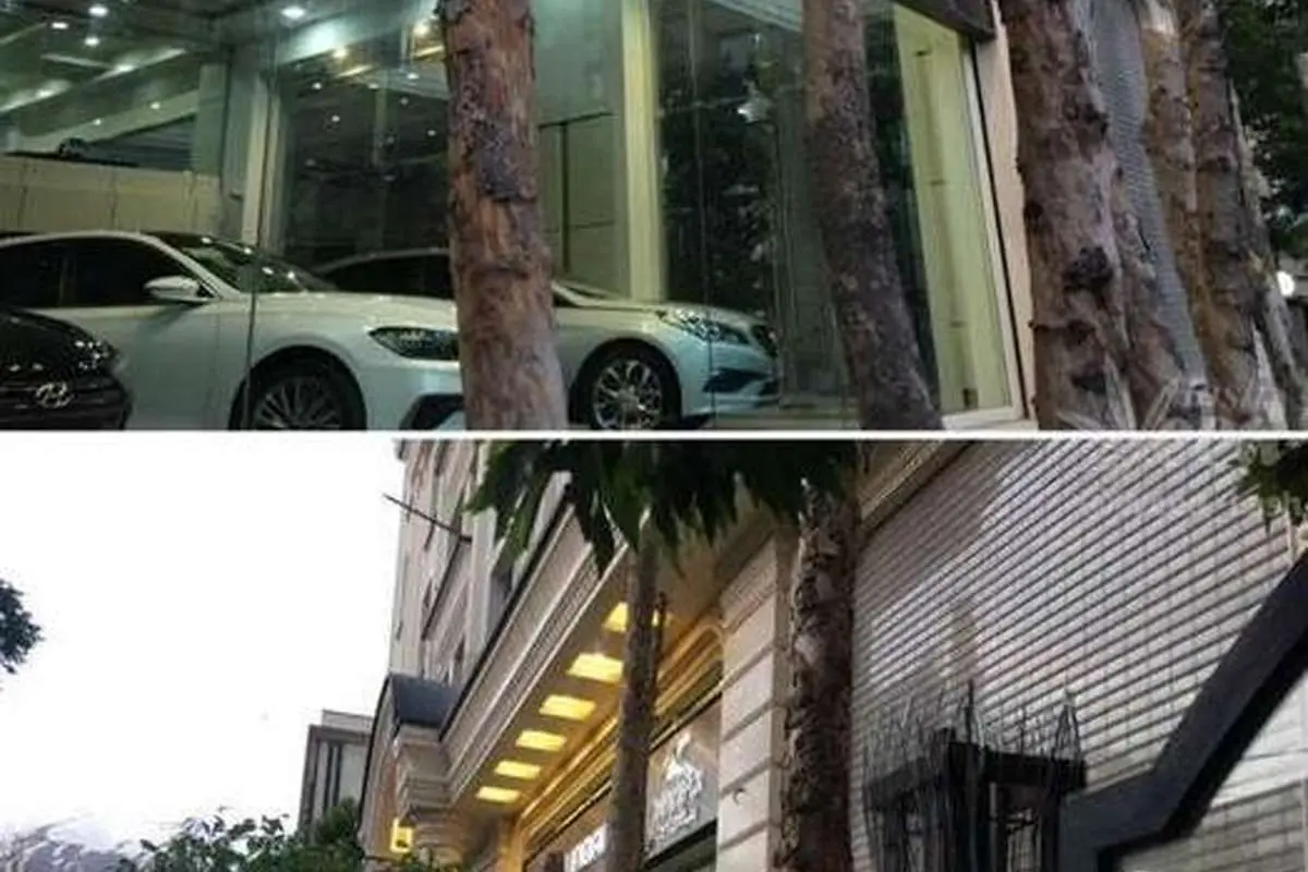 (عکس) قطع درخت در زعفرانیه بخاطر ویترین نمایشگاه ماشین!