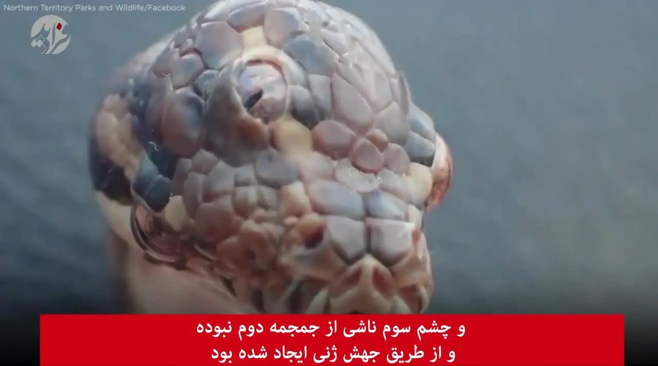 (ویدئو) کشف مار ۳ چشم در استرالیا!