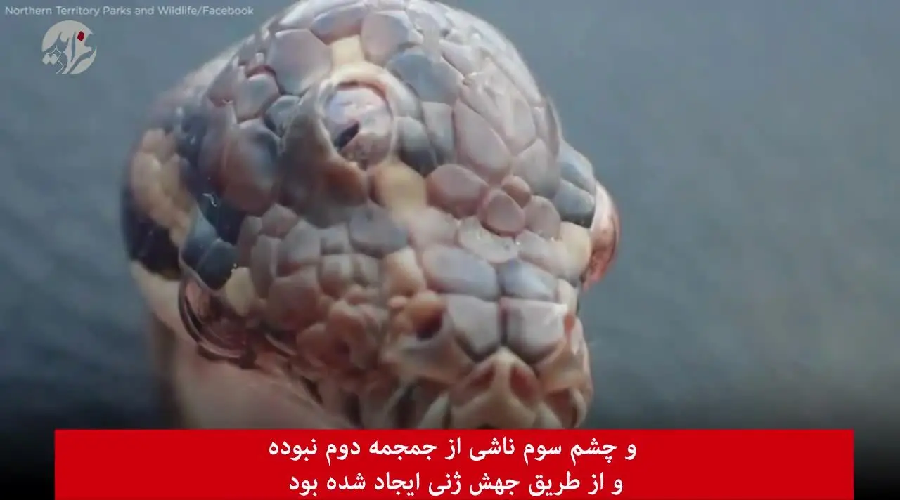 (ویدئو) کشف مار ۳ چشم در استرالیا!