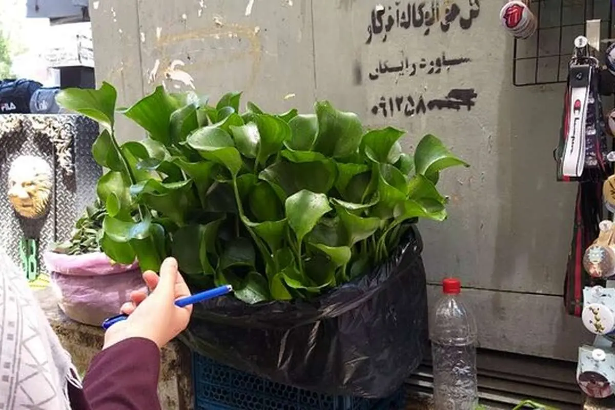 (تصاویر) فروش یک گیاه سرطانزا در تهران