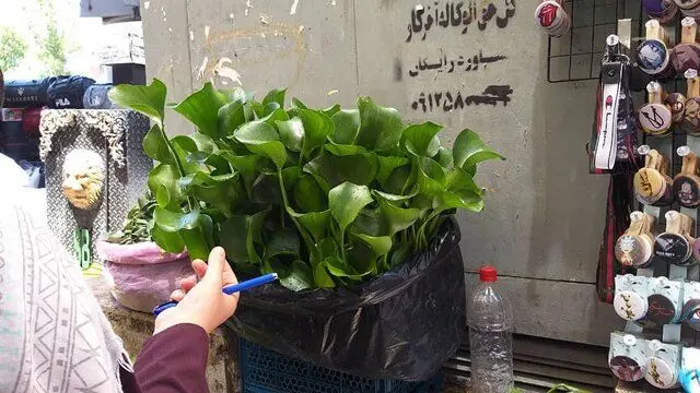 (تصاویر) فروش یک گیاه سرطان‌زا در تهران