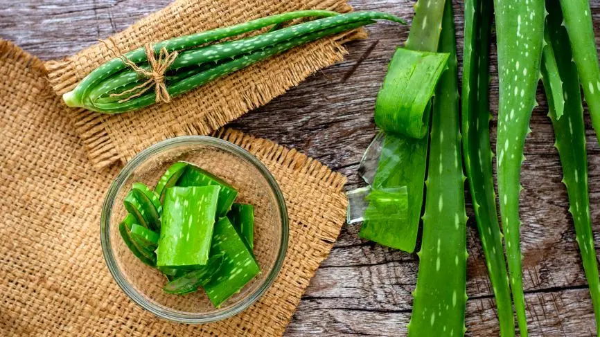 خواص شگفت‌انگیز آلوئه ورا؛ از شفاف‌کننده پوست و مو تا درمان دیابت