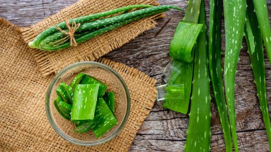 خواص شگفت‌انگیز آلوئه ورا؛ از شفاف‌کننده پوست و مو تا درمان دیابت