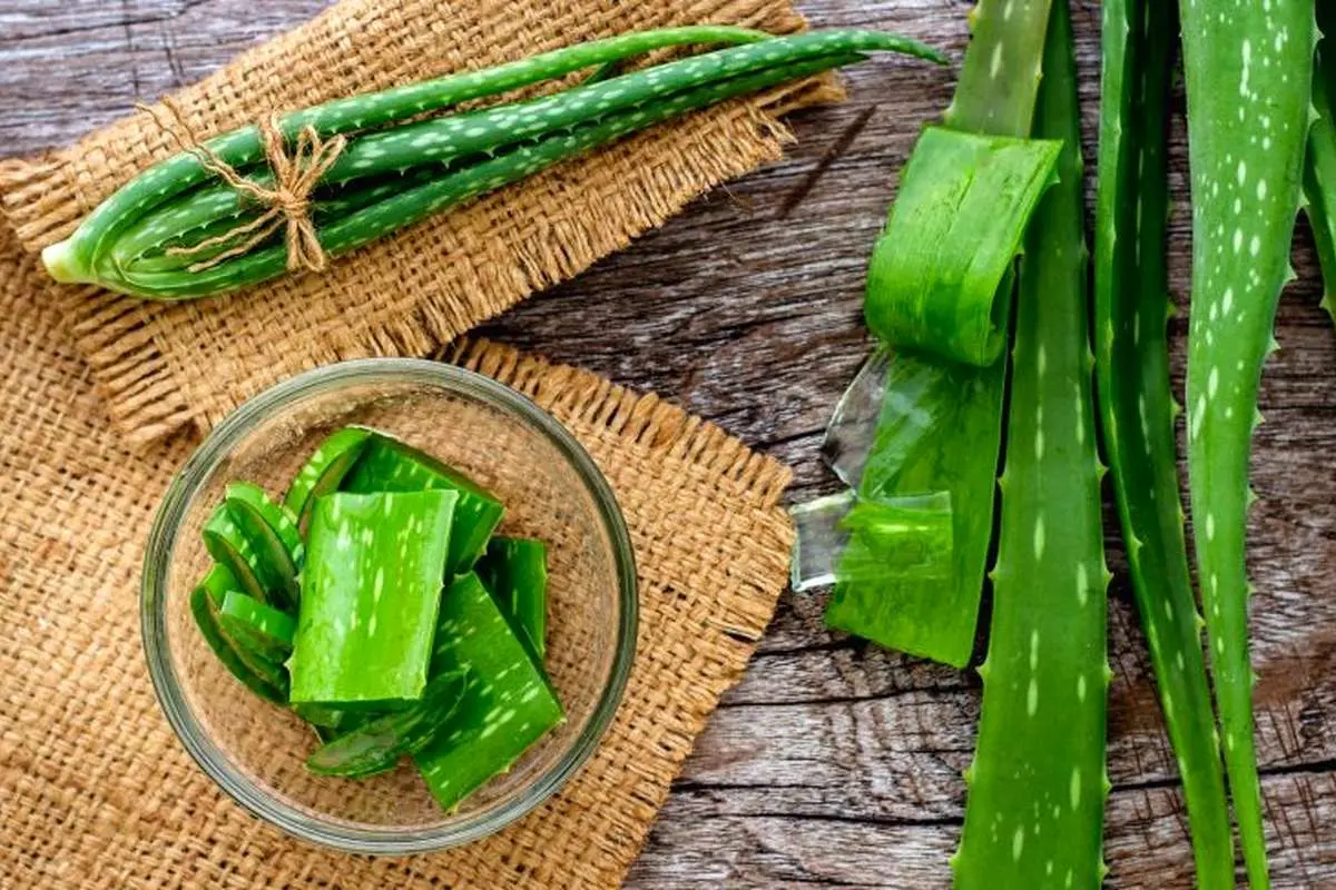 خواص شگفت‌انگیز آلوئه ورا؛ از شفاف‌کننده پوست و مو تا درمان دیابت