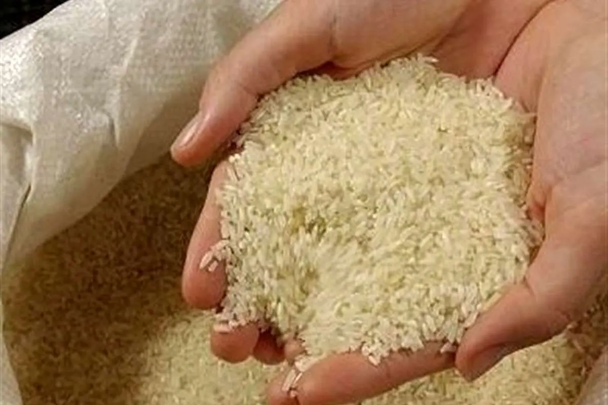 امسال چقدر برنج ایرانی تولید میشود؟