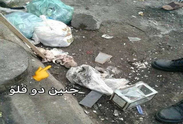 (+18) تصویری تکاندهنده از جنین دوقلو‌ها در زباله‌های رشت!