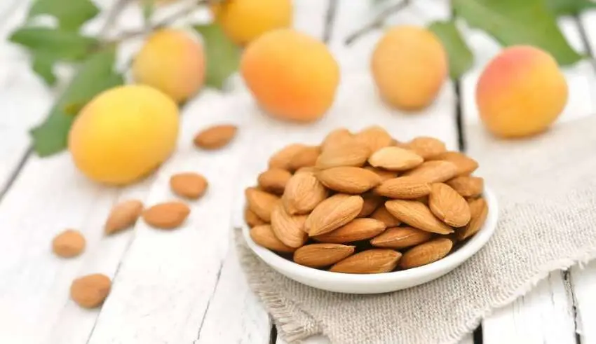 آیا مغز هسته زردآلو به درمان سرطان کمک می‌کند؟