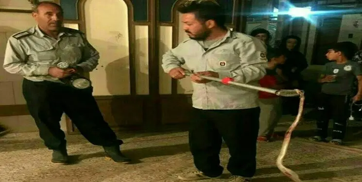 ورود مار خطرناک ۲ متری به منزل مسکونی در پلدختر