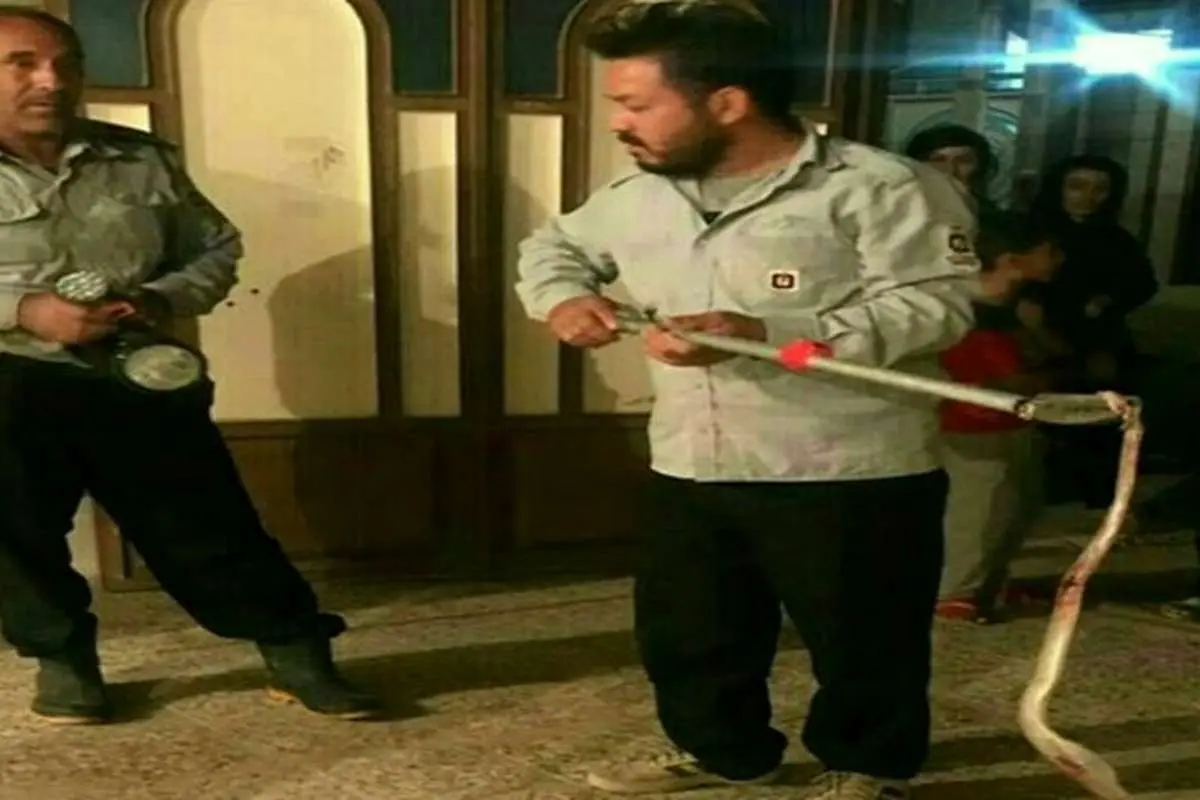 ورود مار خطرناک ۲ متری به منزل مسکونی در پلدختر