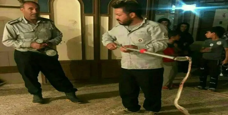 ورود مار خطرناک ۲ متری به منزل مسکونی در پلدختر