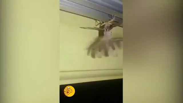 (ویدیو) کشف جانور عجیب در خانه مرد اندونزیایی
