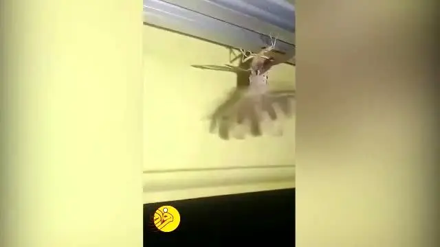 (ویدیو) کشف جانور عجیب در خانه مرد اندونزیایی