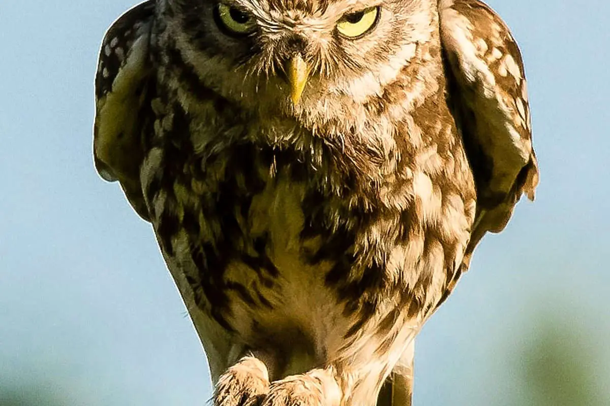 (تصویر) جغدِ خشمگین!