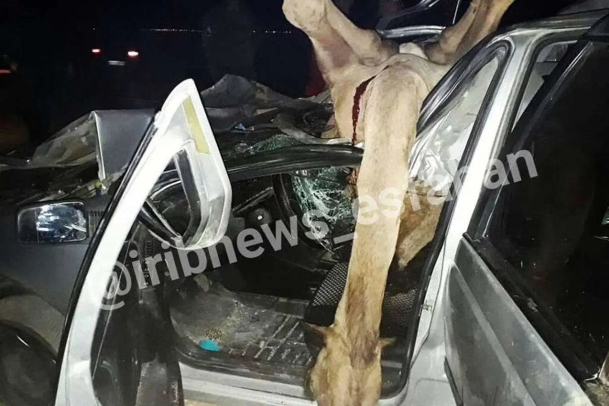 (عکس) تصویری از تصادف خونین پژو با ۵ شُتر در اصفهان