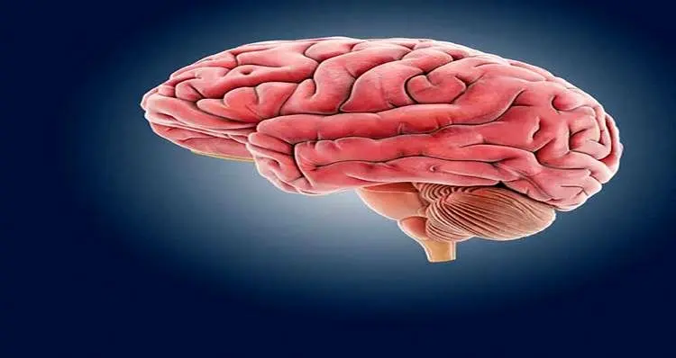 چند توصیه برای داشتن مغز سالم