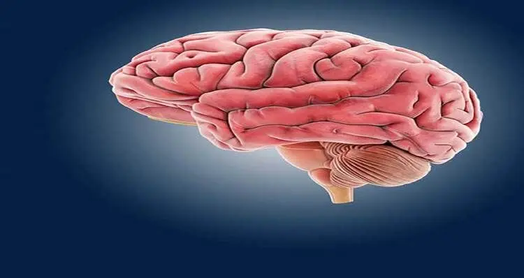 چند توصیه برای داشتن مغز سالم