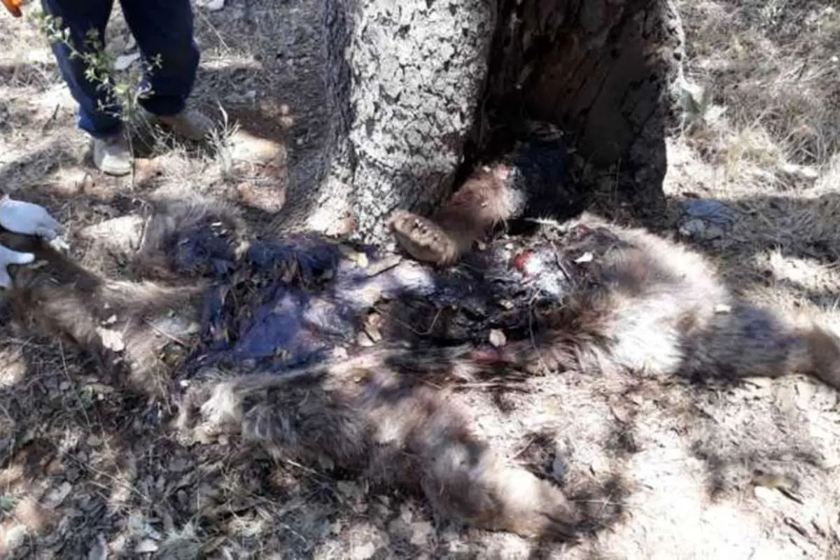 (تصویر) کشف لاشه یک قلاده خرس قهوهای در بویراحمد