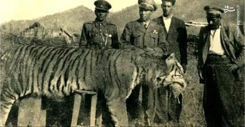 (عکس) تصویری دیدنی از آخرین ببر مازندران