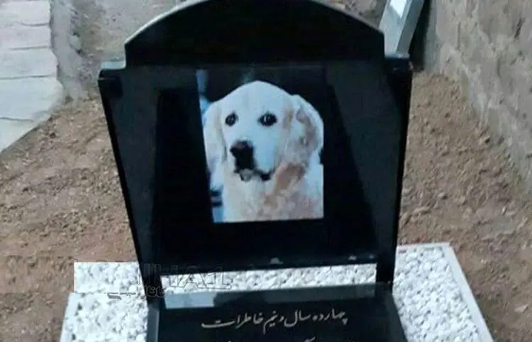 (فیلم) ماجرای جنجالی مراسم خاکسپاری یک سگ در مسجد!