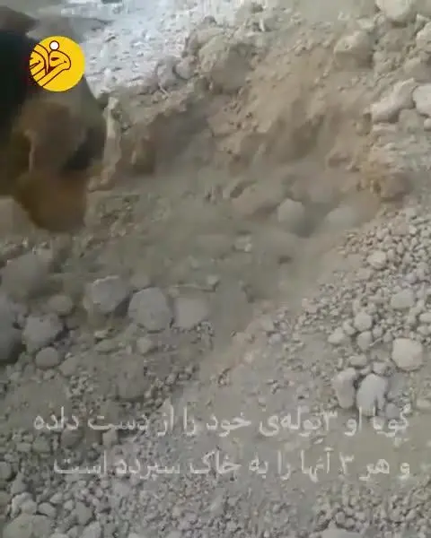 (ویدئو) دفن توله سگ مرده توسط سگ مادر