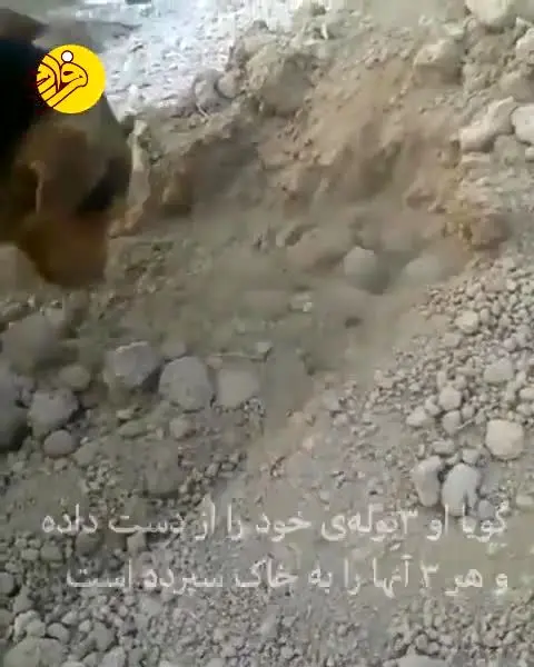 (ویدئو) دفن توله سگ مرده توسط سگ مادر