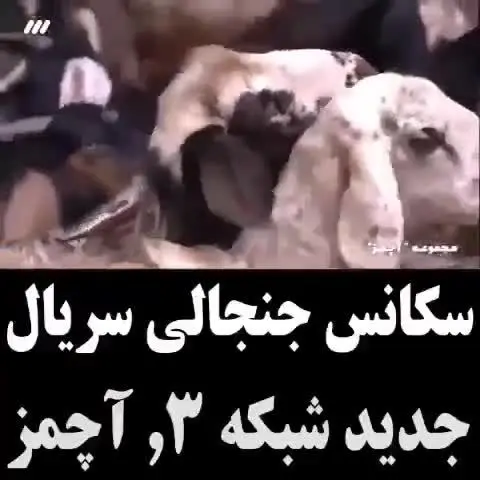 (ویدیو) سکانس جنجالی سریال آچمز؛ سخنرانی برای گوسفندان!
