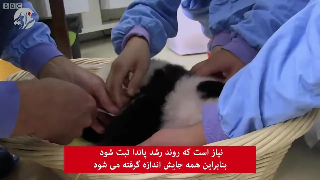 (ویدئو) نحوه آموزش دستشویی کردن به بچه پاندا!