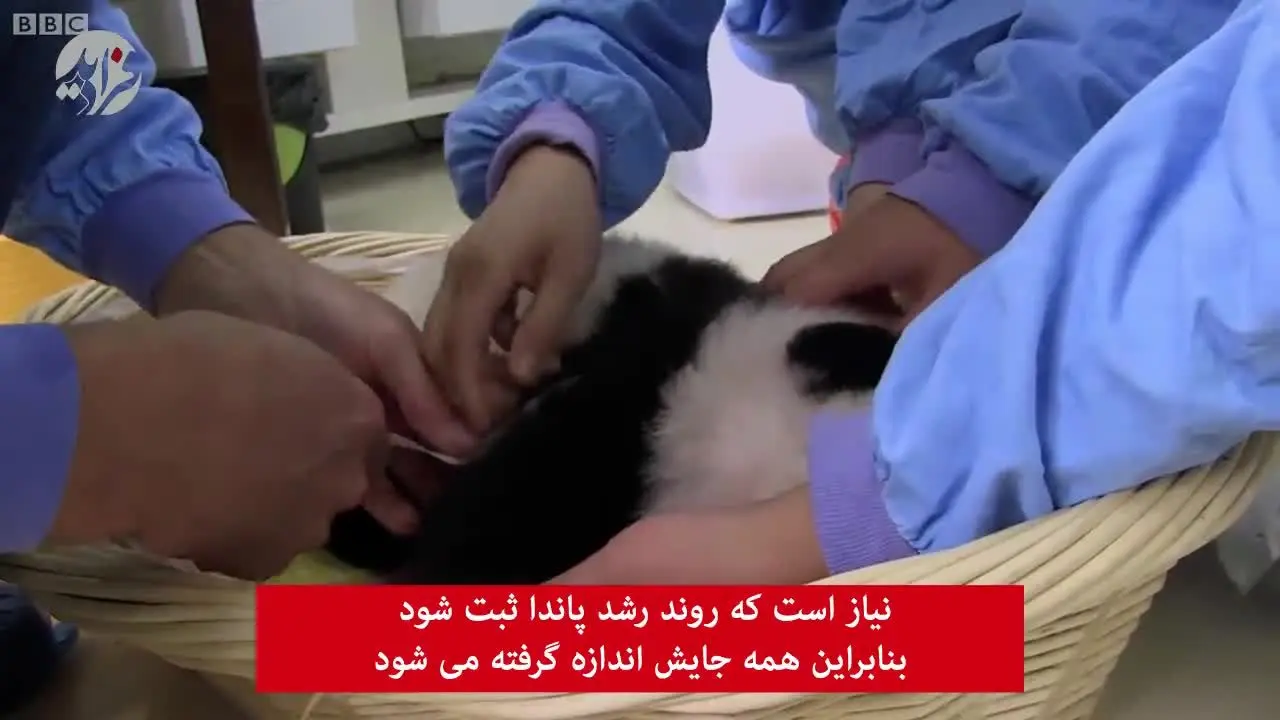 (ویدئو) نحوه آموزش دستشویی کردن به بچه پاندا!