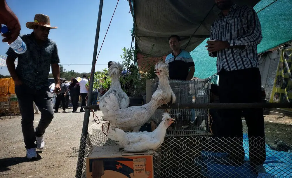(تصاویر) گزارش تصویری از بازار پرندگان تهران