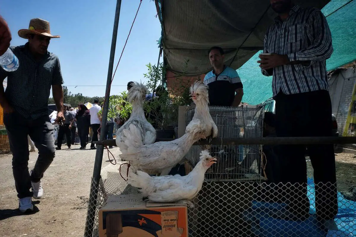 (تصاویر) گزارش تصویری از بازار پرندگان تهران