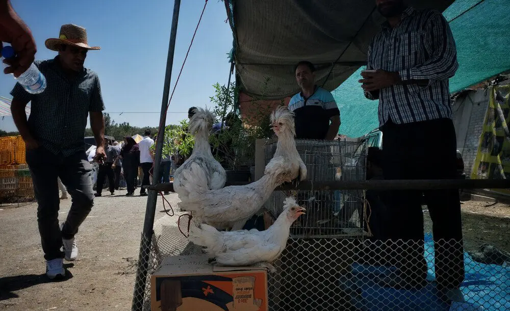 (تصاویر) گزارش تصویری از بازار پرندگان تهران