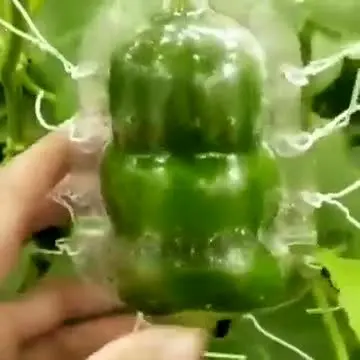(ویدیو) پرورش خیار شبیه مجسمه بودا!