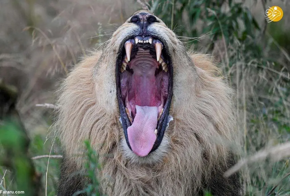 عکسی جالب از خمیازه یک شیر