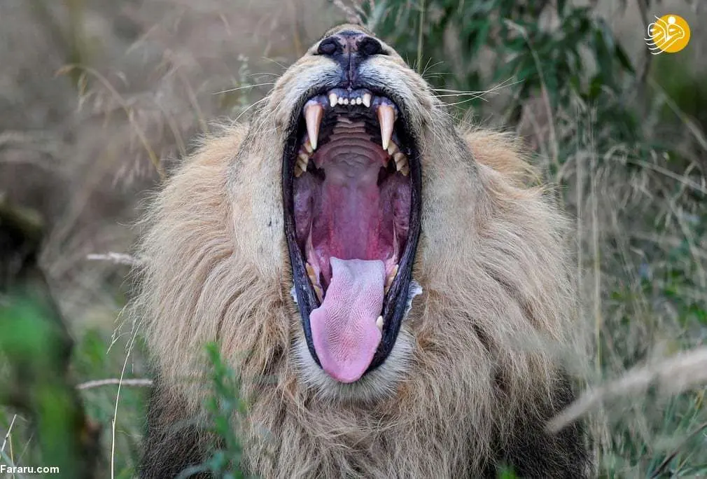 عکسی جالب از خمیازه یک شیر