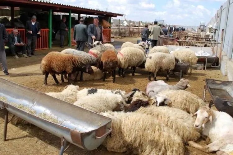 هرکیلوگرم دام سنگین ۳۰ هزار تومان