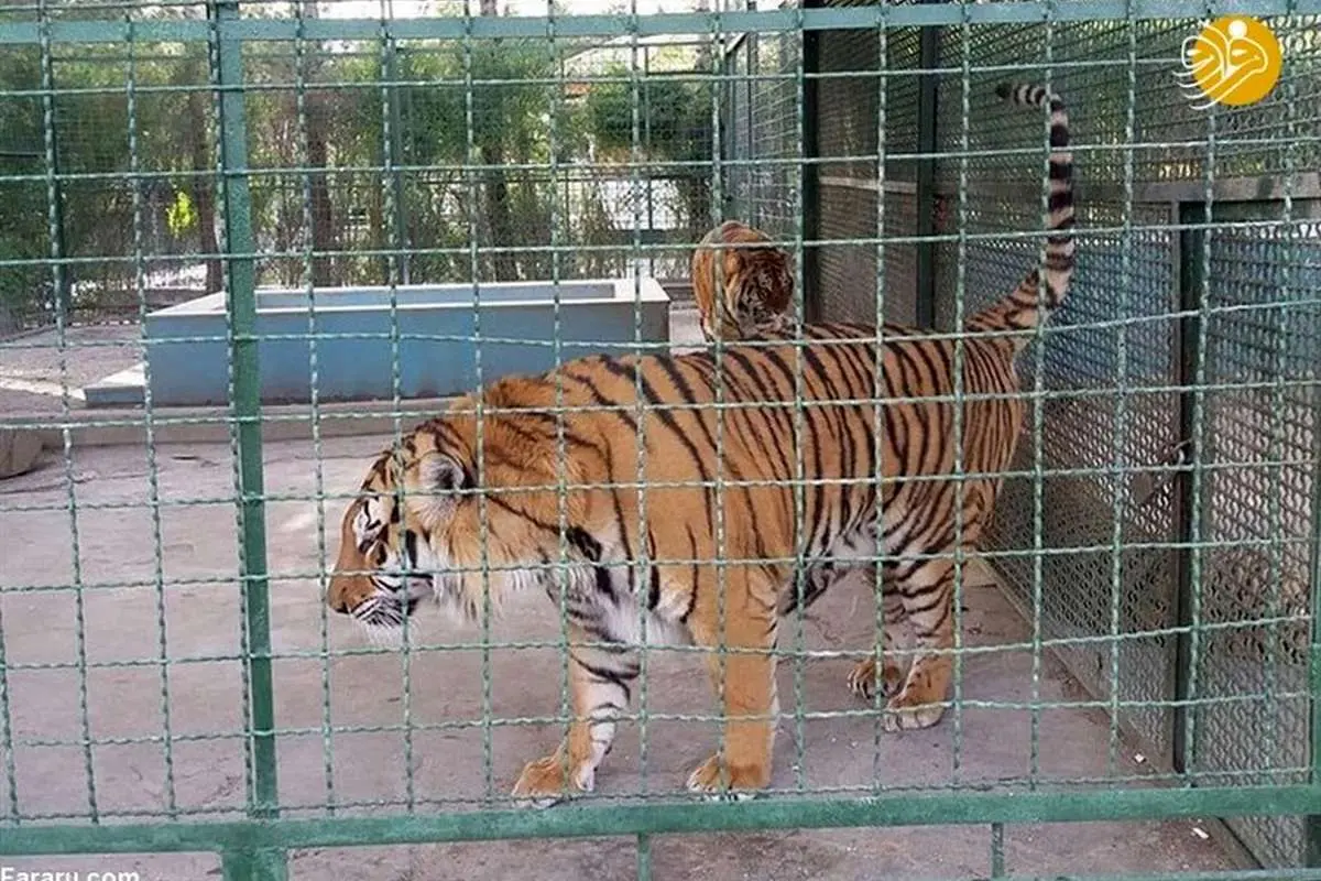 یک اتفاق هولناک در باغ وحش مشهد
