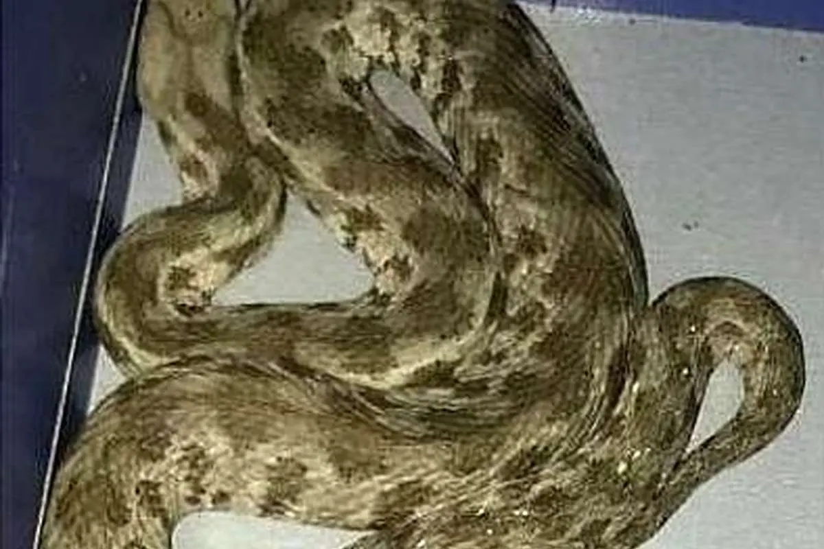 مار افعی در فروشگاهی در تهرانپارس