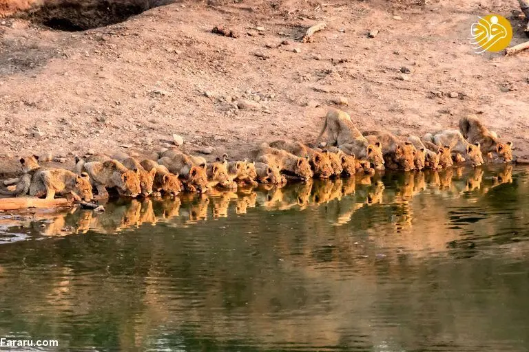 تصاویر شگفت انگیز از لحظه آب خوردن دسته جمعی شیرها