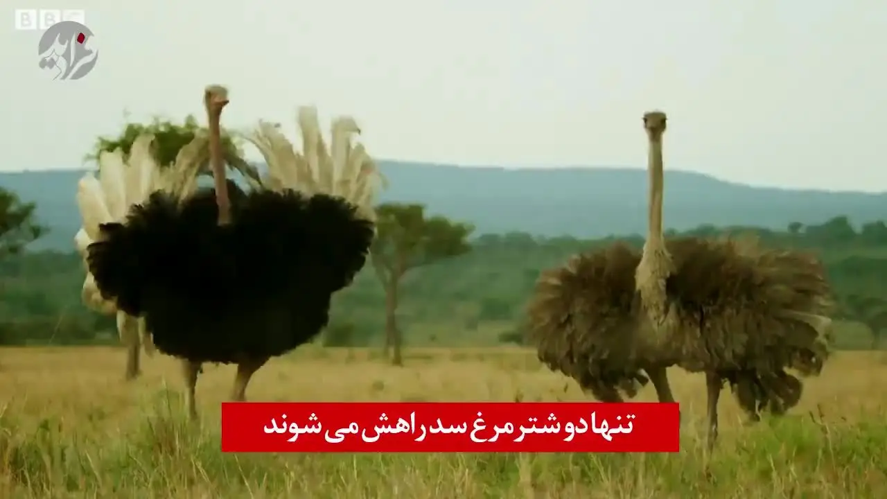 (ویدئو) دفاع دو شترمرغ در برابر یورش کفتار‌ها