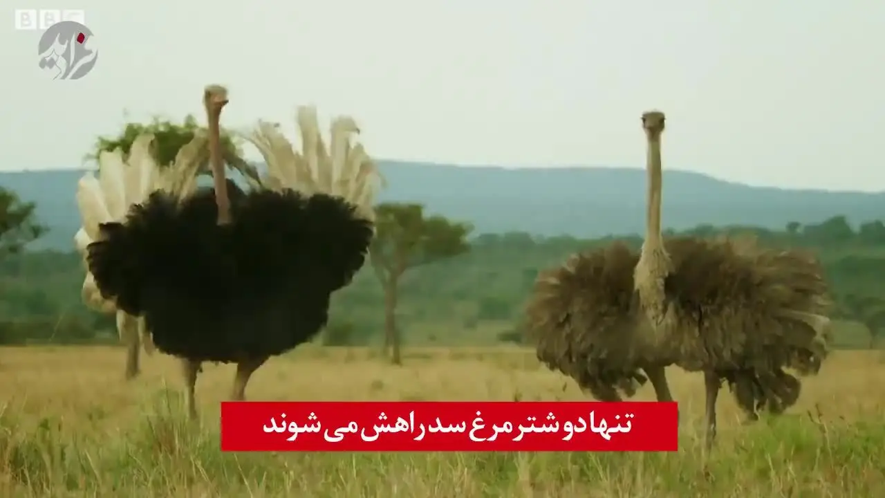 (ویدئو) دفاع دو شترمرغ در برابر یورش کفتار‌ها