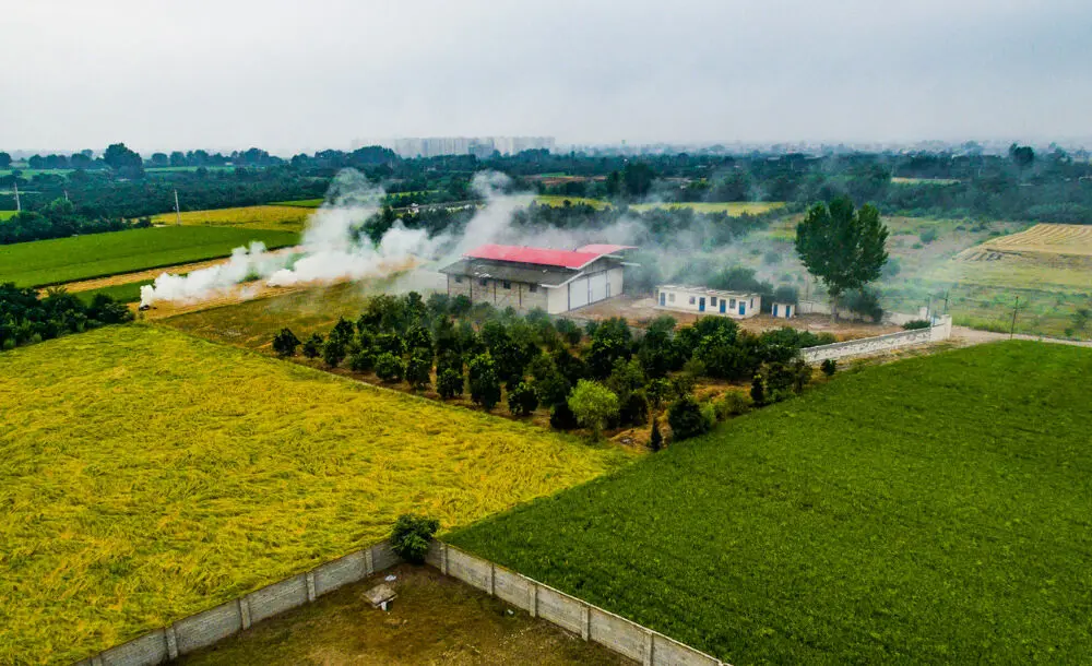 (تصاویر) خسارت‌های زیست محیطی آتش زدن شالیزارها
