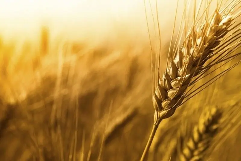 دستگیری 9نفر در گلستان به خاطر ترکیب فضولات حیوانی با گندم